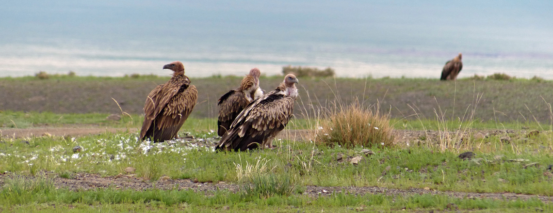 Хималайн хажир